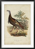 Framed Wild Turkey