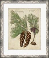 Framed Antique Conifers II