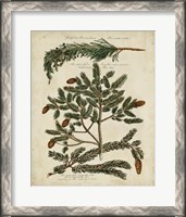 Framed Antique Conifers IV