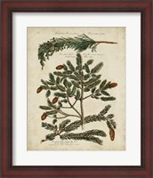 Framed Antique Conifers IV