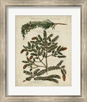 Framed Antique Conifers IV