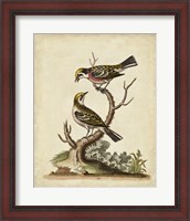 Framed Edwards Bird Pairs II