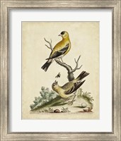 Framed Edwards Bird Pairs III