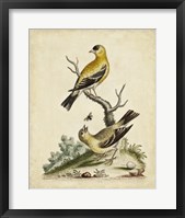 Framed Edwards Bird Pairs III