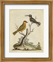 Framed Edwards Bird Pairs IV