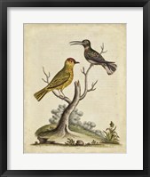 Framed Edwards Bird Pairs IV