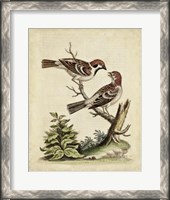 Framed Edwards Bird Pairs VI