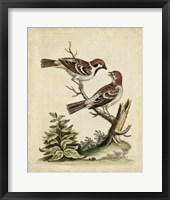 Framed Edwards Bird Pairs VI