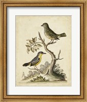 Framed Edwards Bird Pairs VII