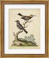 Framed Edwards Bird Pairs VIII