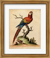 Framed Edwards Parrots I