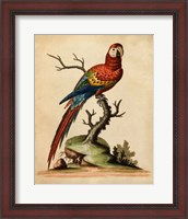 Framed Edwards Parrots I