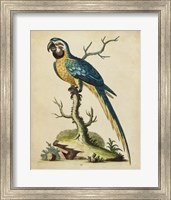 Framed Edwards Parrots II