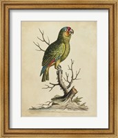 Framed Edwards Parrots III