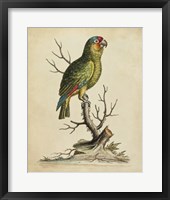Framed Edwards Parrots III