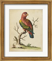 Framed Edwards Parrots IV