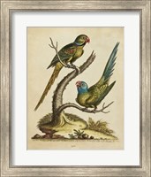 Framed Edwards Parrots V