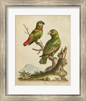 Framed Edwards Parrots VI