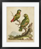 Framed Edwards Parrots VI