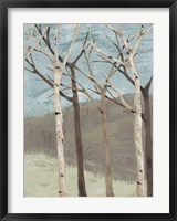Framed Blue Birches II