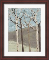 Framed Blue Birches II