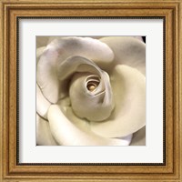 Framed Blushing Rose I