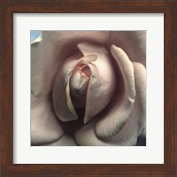 Framed Blushing Rose II