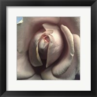 Blushing Rose II Framed Print