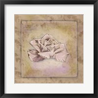 Rose Square II Framed Print