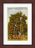 Framed Picking Oranges in California, Vintage Post Card