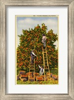 Framed Picking Oranges in California, Vintage Post Card