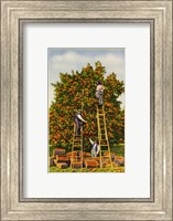 Framed Picking Oranges in California, Vintage Post Card