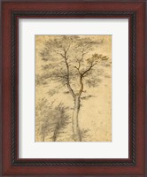 Framed Three Studies of Trees