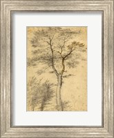 Framed Three Studies of Trees