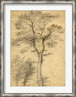 Framed Three Studies of Trees