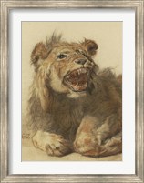 Framed Lion Snarling