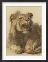 Framed Lion Snarling