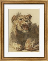 Framed Lion Snarling