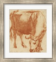 Framed Cow Grazing