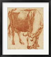 Framed Cow Grazing