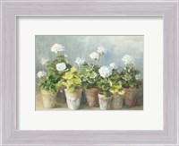 Framed White Geraniums