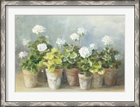 Framed White Geraniums