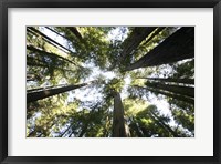 Framed Redwoods