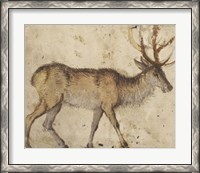 Framed Study of a Stag