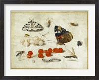 Framed Butterflies, Insects, and Currants