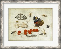 Framed Butterflies, Insects, and Currants