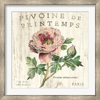 Framed Pivoine de Printemps