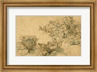 Framed Studies of a Marrow Plant and Cabbages