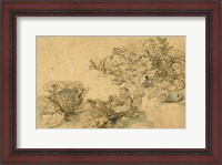 Framed Studies of a Marrow Plant and Cabbages