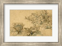 Framed Studies of a Marrow Plant and Cabbages